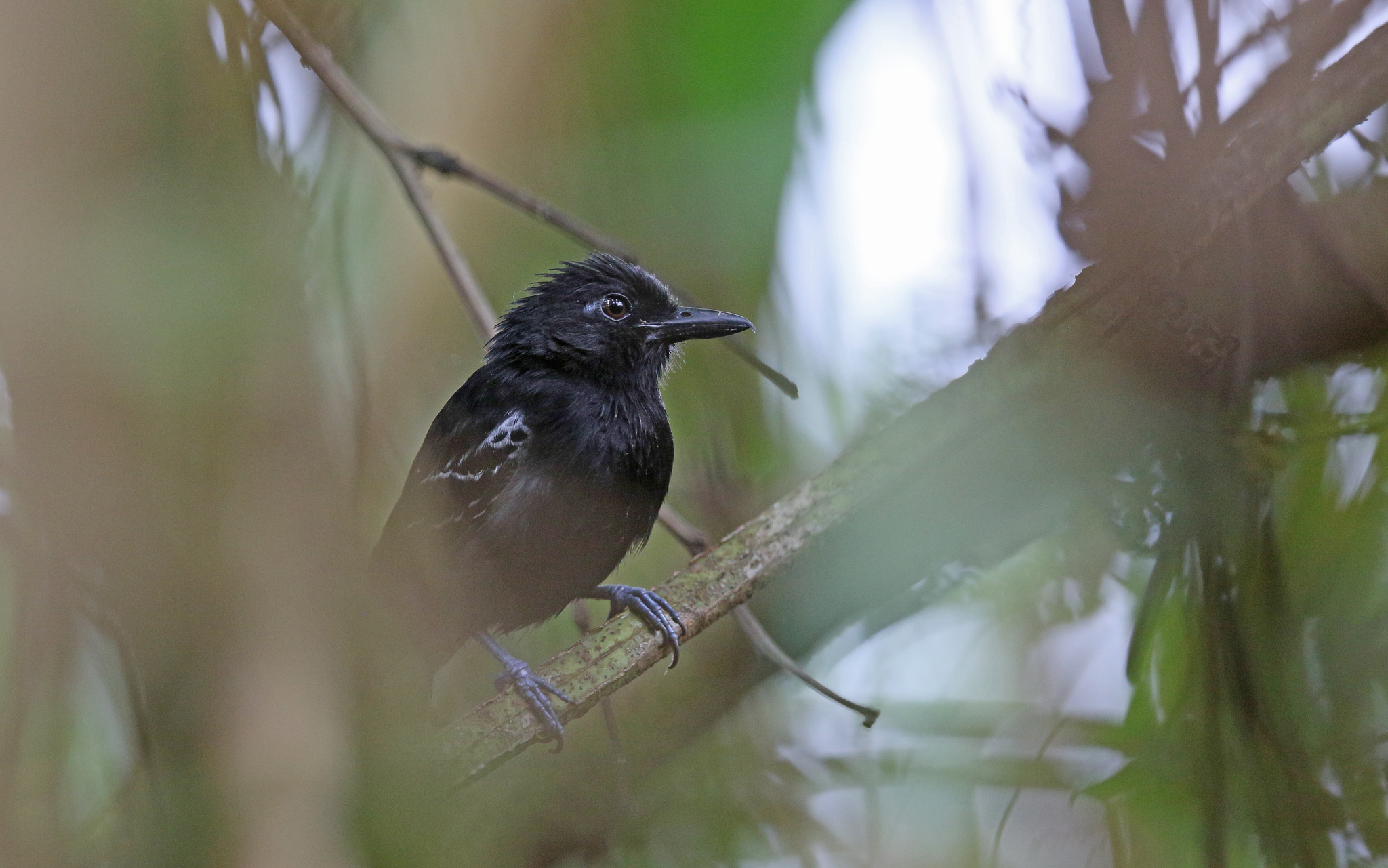 Castelnau's Antshrike (Thamnophilus cryptoleucus), photo 4