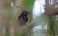 Thamnophilus cryptoleucus