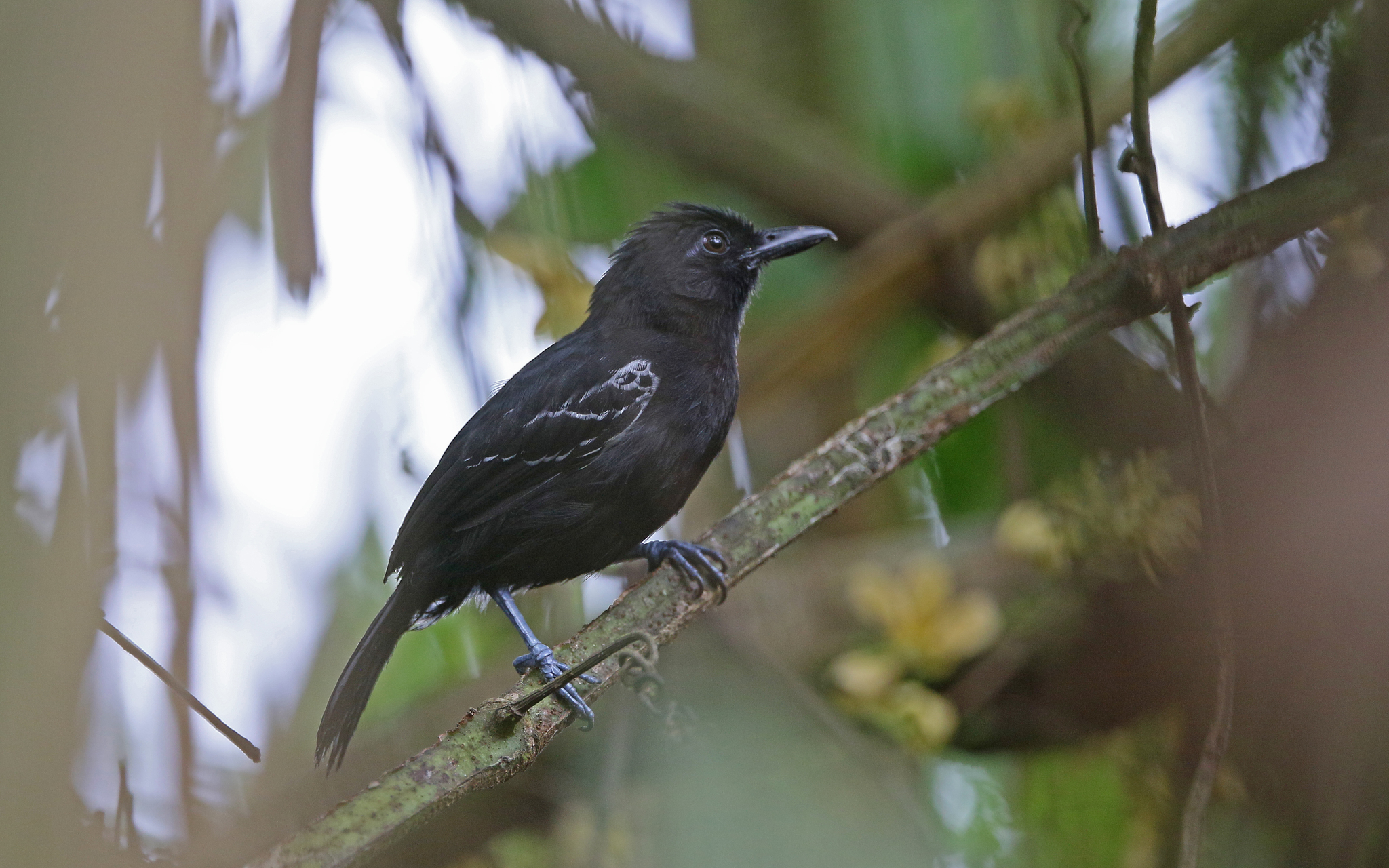 Castelnau's Antshrike (Thamnophilus cryptoleucus), photo 5