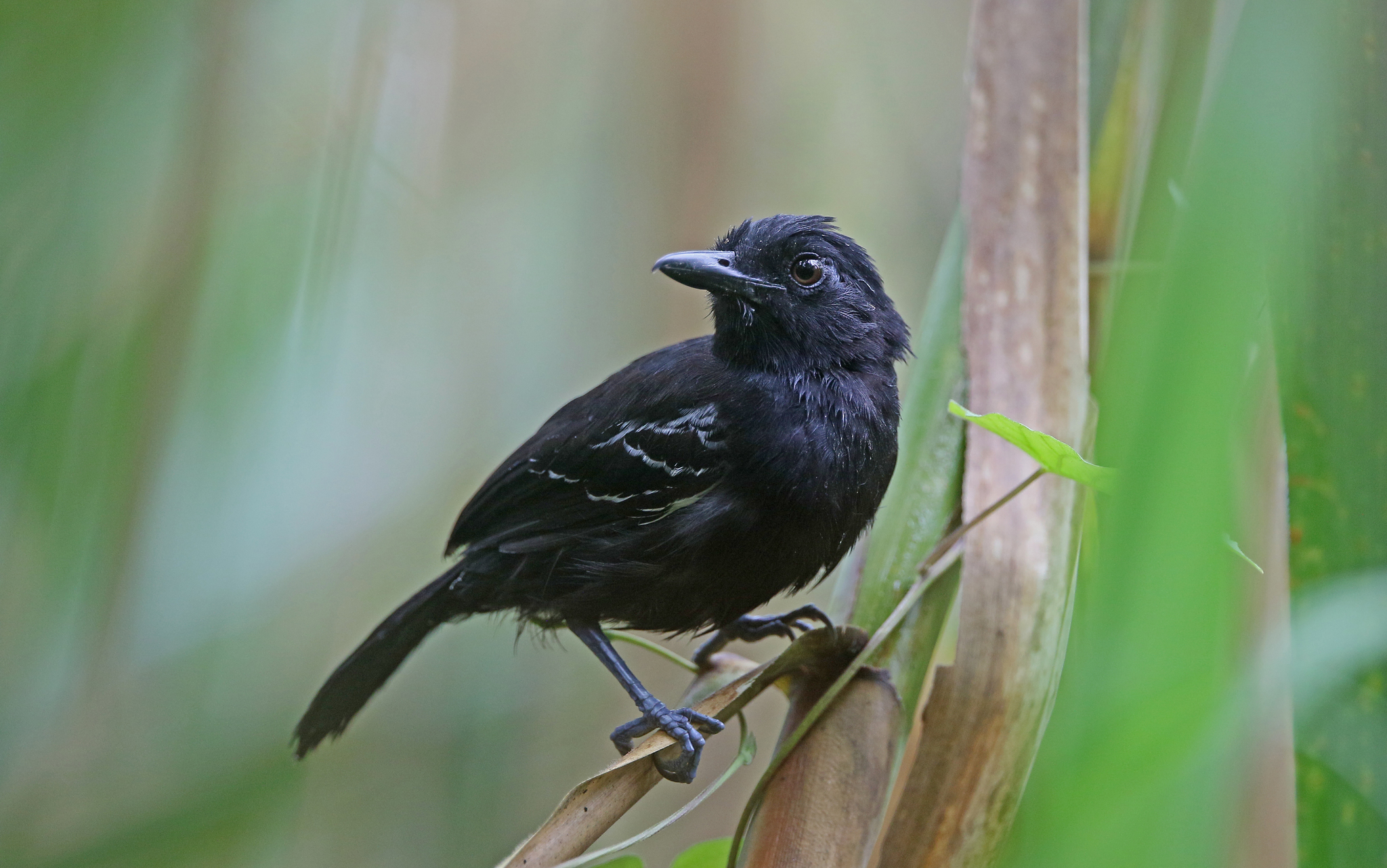 Castelnau's Antshrike (Thamnophilus cryptoleucus), photo 6