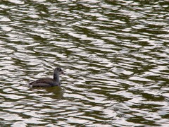 Fulica americana columbiana