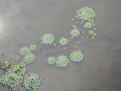 Ludwigia sedoides