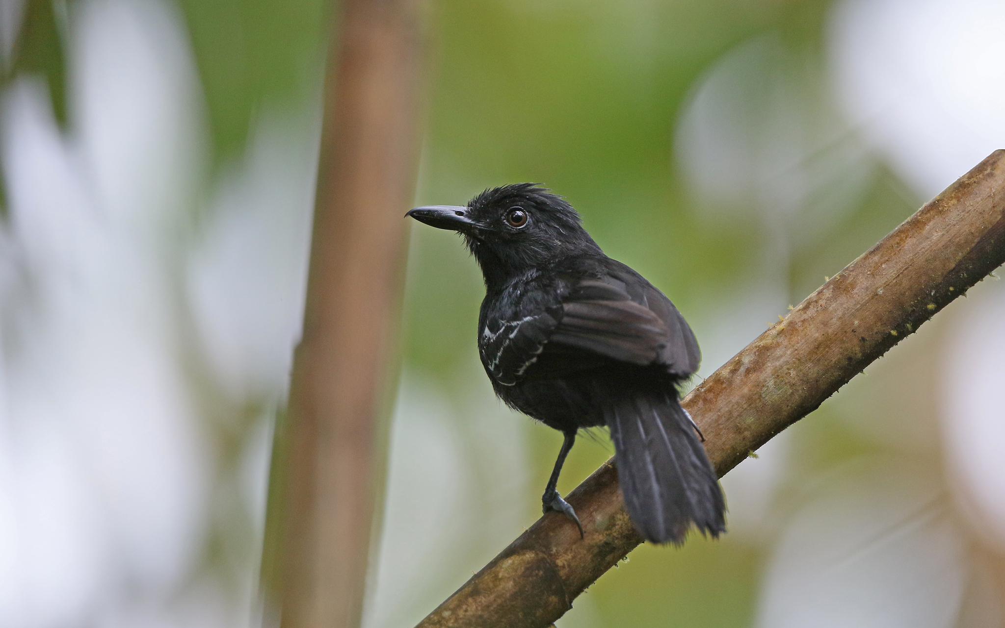 Castelnau's Antshrike (Thamnophilus cryptoleucus), photo 7