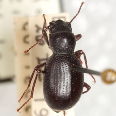 Triorophus lecontei