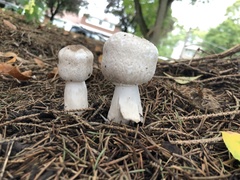 Agaricus augustus