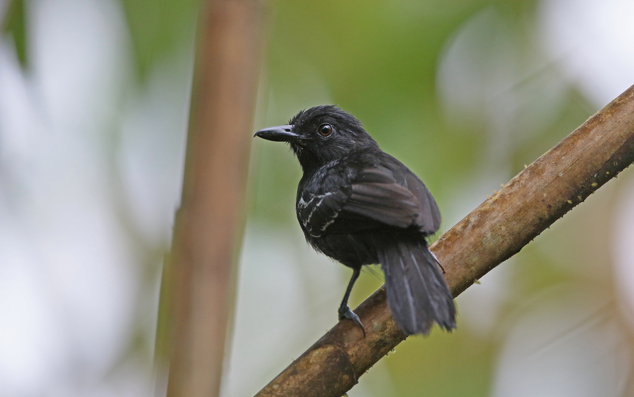 Castelnau's Antshrike (Thamnophilus cryptoleucus), photo 8