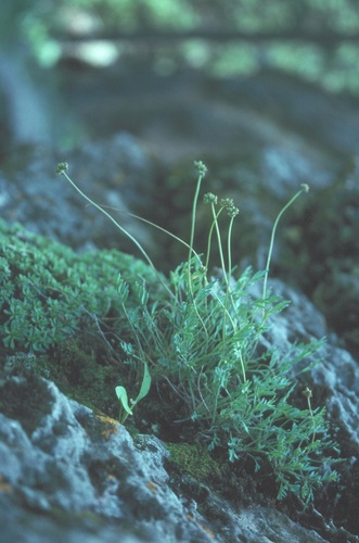 Williams' springparsley (Cymopterus williamsii)