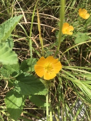 Kallstroemia grandiflora