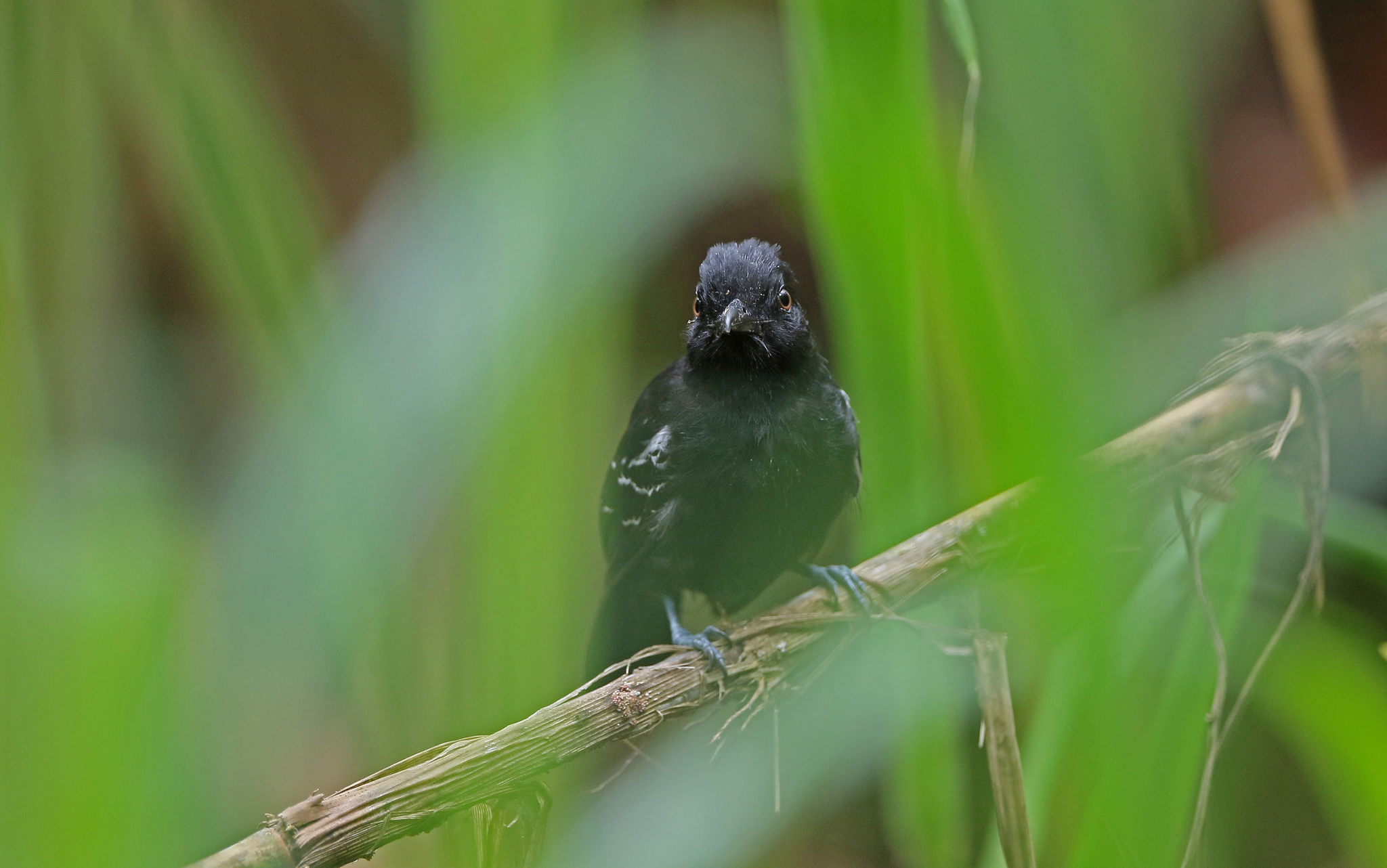 Castelnau's Antshrike (Thamnophilus cryptoleucus), photo 9