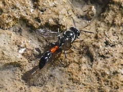 Trypoxylon tridentatum