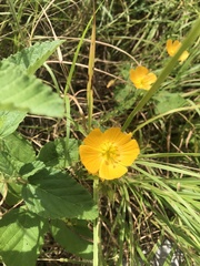 Kallstroemia grandiflora