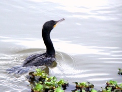 Nannopterum brasilianum brasilianum