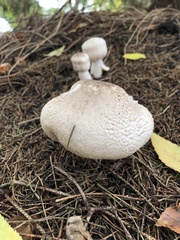 Agaricus augustus
