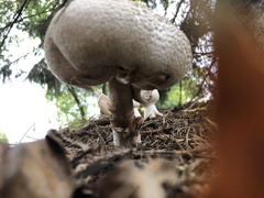 Agaricus augustus
