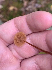 Galerina calyptrata