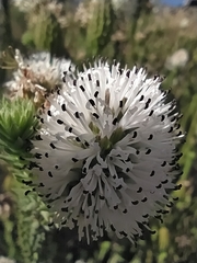 Stilbe albiflora