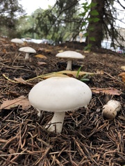 Leucoagaricus leucothites