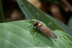Huechys fusca