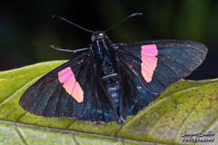 Mimoniades nurscia