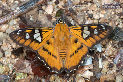 Myscelus epimachia