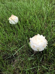 Chlorophyllum molybdites