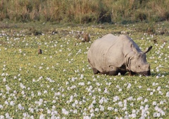 Rhinoceros unicornis