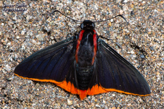 Pyrrhopyge martena