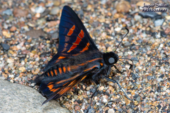 Mimardaris minthe