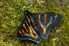 Mimardaris pityusa