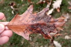 Neuroterus umbilicatus