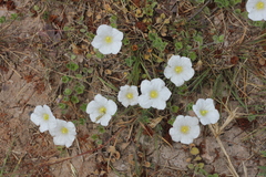 Nierembergia calycina