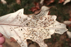 Neuroterus umbilicatus