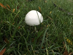 Leucoagaricus leucothites