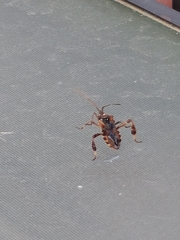 Leptoglossus occidentalis