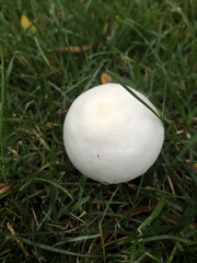 Leucoagaricus leucothites