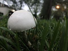 Leucoagaricus leucothites