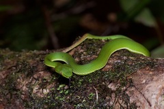 Trimeresurus sabahi