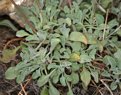 Penstemon scapoides