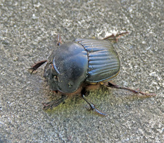 Coprophanaeus