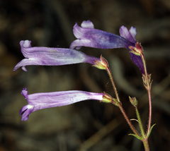 Penstemon scapoides