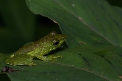 Staurois tuberilinguis