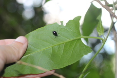 Macrohaltica transversa