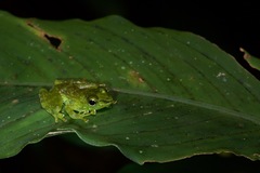 Staurois tuberilinguis