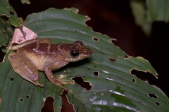 Staurois tuberilinguis