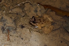 Limnonectes conspicillatus