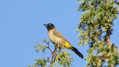 Pycnonotus xanthopygos