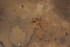 Limnonectes conspicillatus