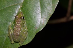 Staurois tuberilinguis