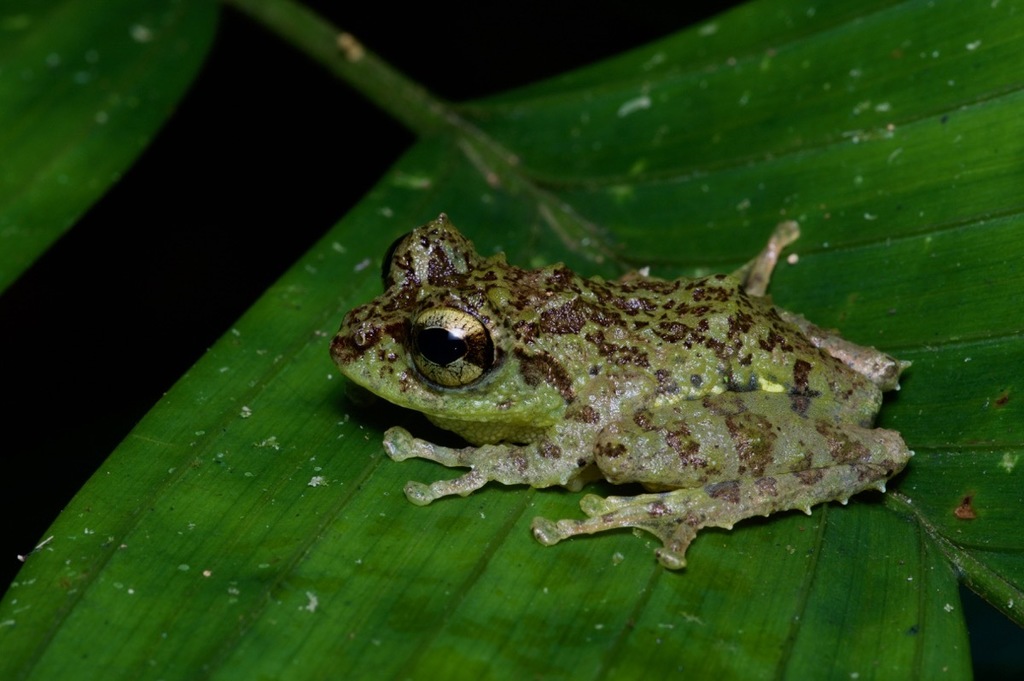 Mossy Bush Frog