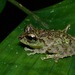Mossy Bush Frog - Photo (c) John Sullivan, some rights reserved (CC BY-NC), uploaded by John Sullivan